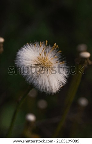 o floare foarte interesanta si frumoasa Imagine de stoc © 