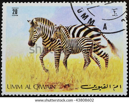 THE UNITED ARAB EMIRATES - CIRCA 1986: A Stamp printed in the UMM AL Qiwain shows a zebra, circa 1986.