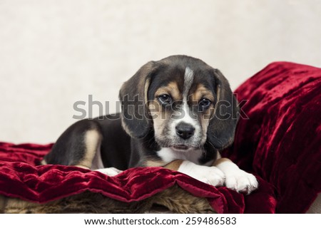 An adorable little seven week old beagle puppy, with focus on his face and copy space