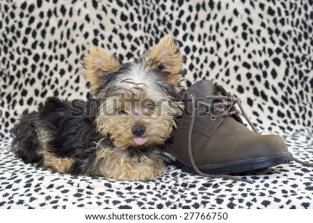 An adorable little four month old Yorkshire Terrier puppy with his tongue sticking out, lying beside a brown shoe with a leopard print background with copy space