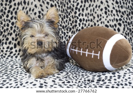 An adorable little four month old Yorkshire Terrier Puppy lying beside a toy stuffed football, with a leopard print background and copy space