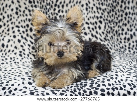 An adorable little four month old Yorkshire Terrier Puppy lying on a leopard print background with copy space