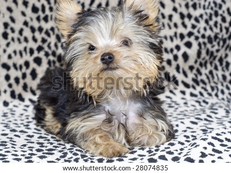 An adorable four month old Yorkshire Terrier Puppy  on a leopard print background with copy space