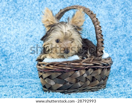 An adorable four month old Yorkshire Terrier Puppy in a brown basket on blue textured background with copy space