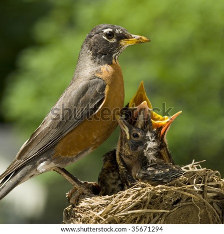 A Mother Robin Caring For Her Babies In A Nest, Shallow Depth Of Field ...