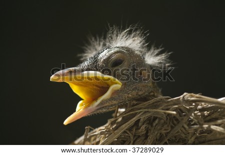 A closeup of a baby robin in a nest with mouth open waiting on the Mother bird to feed him,  horizontal with copy space, shallow depth of field