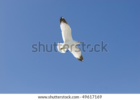 A beautiful white seagull soaring high in the blue sky, horizontal with copy space