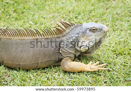 An Iguana In The Wild In The Florida Keys With Selective Focus Stock ...