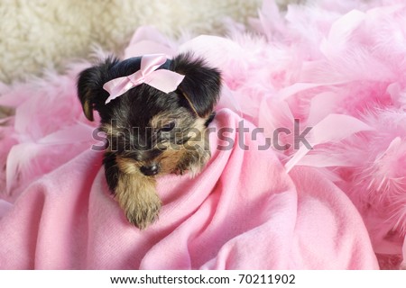 An adorable little Yorkshire Terrier puppy with pink blanket and bow, looking down, selective focus