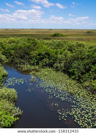 Florida Everglades View at Shark Valley showing Wetlands and Sawgrass Prairie
