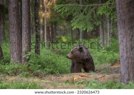 Foto Bild Grizzlybär auf dem Weg durch den Wald