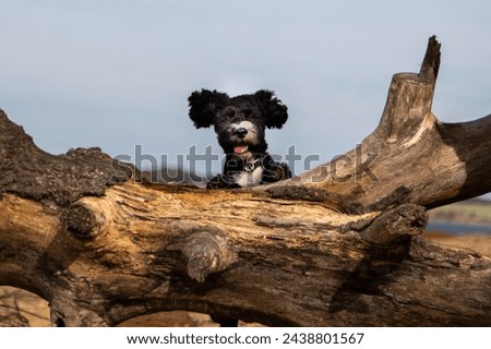 Similar – Foto Bild Hund springt über einen Zaun