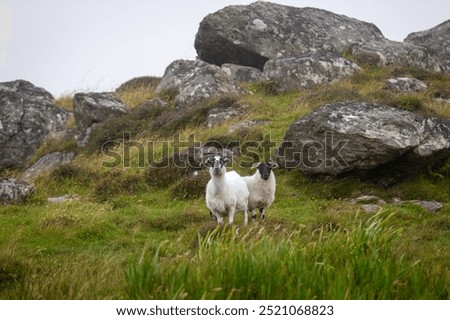 Similar – Image, Stock Photo Flock of sheep standing behind wooden gate