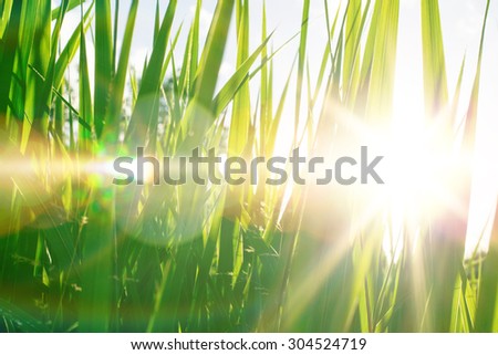 Natural background with solar flares. Closeup summer green grass against sky and sun rays in sunset