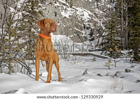 pure breed hunting dog standing in the snow outdoors