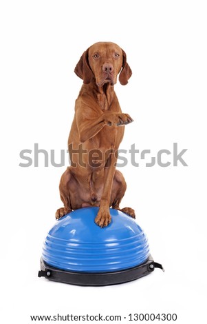 pure breed gold color dog sitting on the top of a blue exercise ball and lifting  paw in air on white background