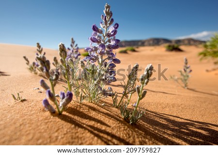 desert flowers growing out from golden sand