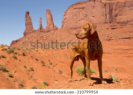 pure breed red dog in Monument Valley