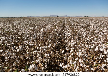 cotton field on the plains ready to harvest