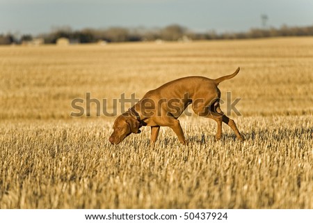 hunting dog searching in field