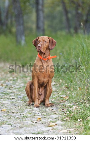 dog obedience training sit