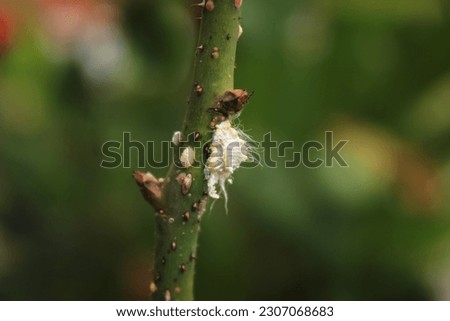 Image, Stock Photo Beautiful scale with plants in summer