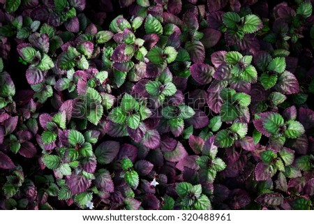 green and violet leaf background