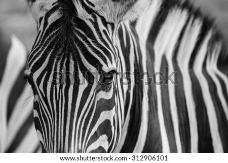 Similar – Image, Stock Photo Zebra eye zebra closeup