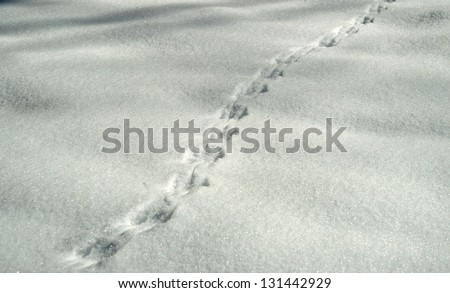 Squirrel Footsteps on Snow