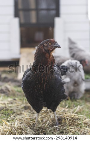 Brown and black chicken in front of chicken coop