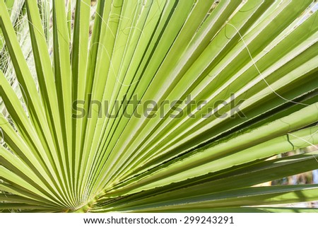 Green palm leaf. Palm tree. Background