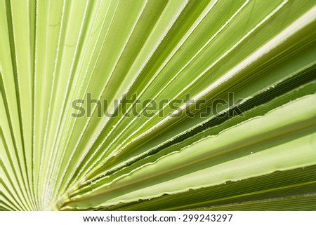 Green palm leaf. Palm tree. Background