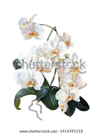 Floral background.White orchid, isolated on a white background. Branch. Buds. Tropical flowers. Botanical illustration. Watercolor painting.