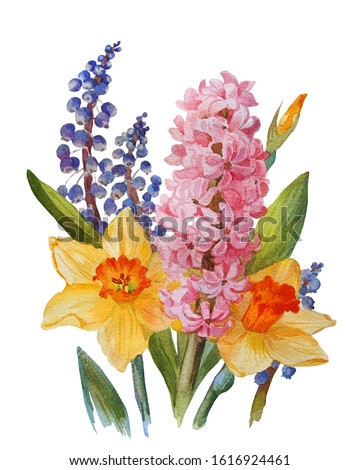Floral background. Hyacinth, narcissus and muscari isolated on white background. Botanical illustration. Watercolor painting.