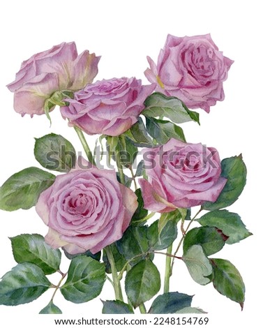 Lilac rose isolated on a white background. Botanical illustration. Watercolor painting.
