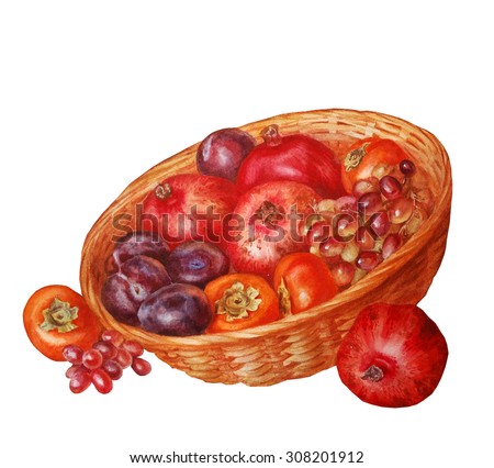 illustration of fruits in a basket, watercolor painting. Pomegranates, persimmons, plums, grapes.