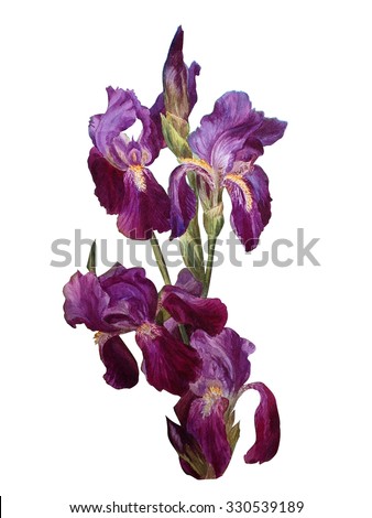 
Flowers irises, isolated on white background. Botanical illustration. Watercolor painting.