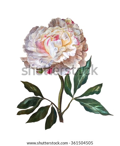 Peony isolated on a white background. Botanical illustration. Watercolor painting.