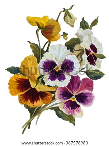 Pansies flowers, isolated on white background. Botanical illustration. Watercolor painting.