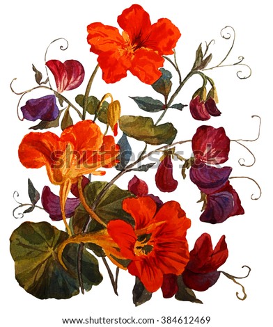 Nasturtium and sweet peas  flowers, isolated on white background. Botanical illustration. Watercolor painting.