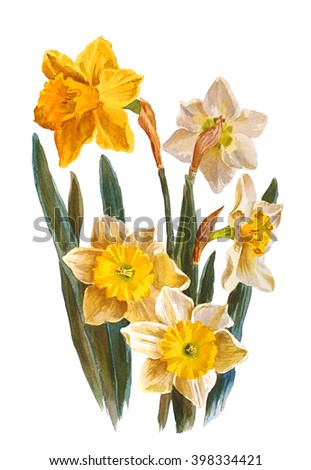 Daffodils flowers, isolated on white background. Botanical illustration. Watercolor painting.