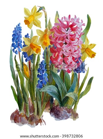 Floral background. Hyacinth, narcissus and muscari isolated on white background. Botanical illustration. Watercolor painting.