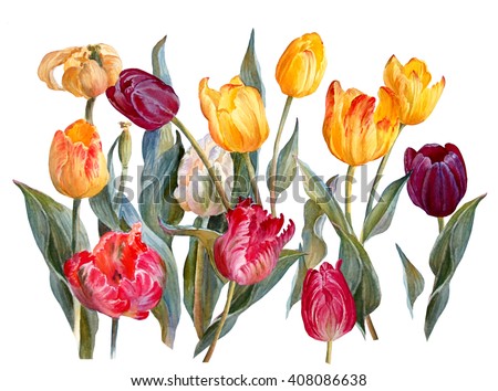 Colorful tulips, isolated on white background. Floral background. Botanical illustration. Watercolor painting.