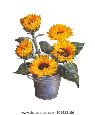 Sunflower, isolated on white background.Watercolor painting.