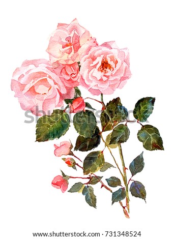 A bouquet of light pink garden roses, isolated on white background.Watercolor painting. Botanical illustration.