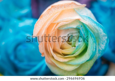 pastel rose with soft focus and blur background.Macro of rainbow rose flower soft focus.