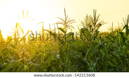 Similar – Image, Stock Photo Corn cobs (in the maize field)