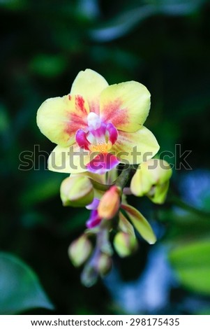 A stunning yellow orchid (cymbidium) on a simple green background