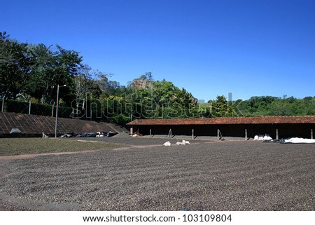 coffee drying after harvest farm on brazil