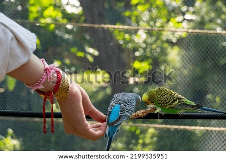 beautiful young woman feeding a bird with a wooden stick with seeds stuck to it, bird stops to eat, canary, nymph, mexico guadalajara Foto d'archivio © 